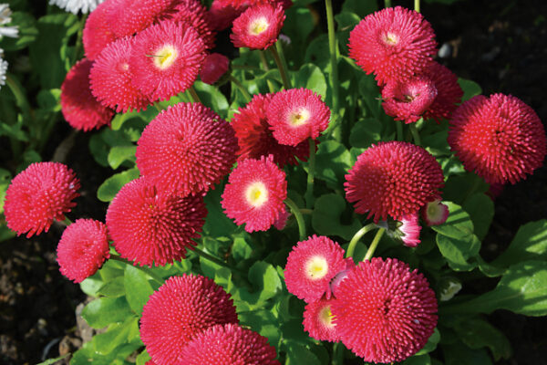 Bellis perennis