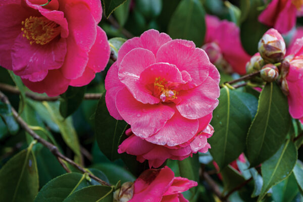 Camellia japonica