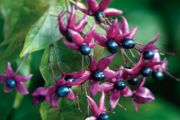 Clerodendrum trichotomum