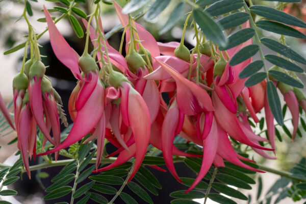 Clianthus puniceus