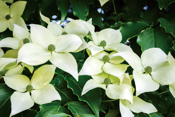 Cornus kousa