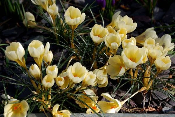 Crocus ‘Cream Beauty’