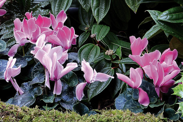 Cyclamen persicum