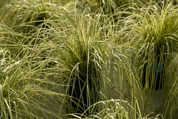 Carex oshimensis ‘Evergold’