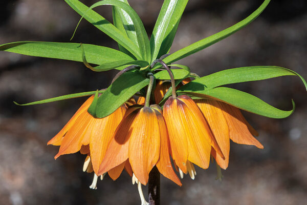 Fritillaria imperialis