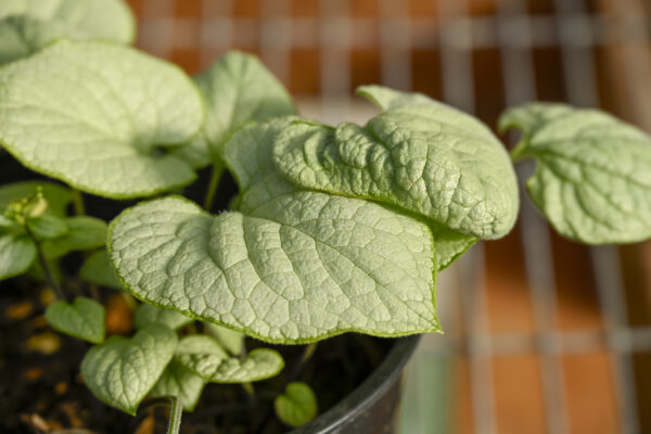 Brunnera macrophylla ‘Jack Frost’