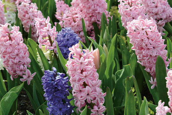 Hyacinthus orientalis