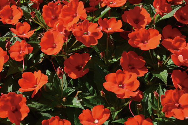 Impatiens