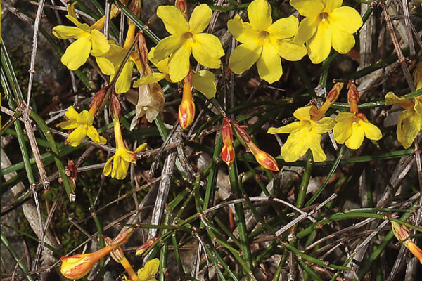 Jasminum nudiflorium