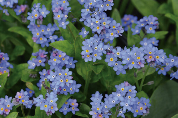Myosotis alpestris