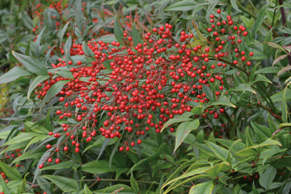 Nandina domestica