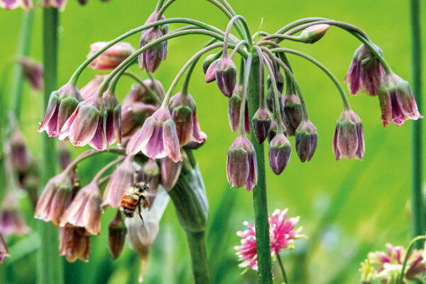 Allium siculum