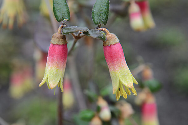 Correa galbra x decumbens
