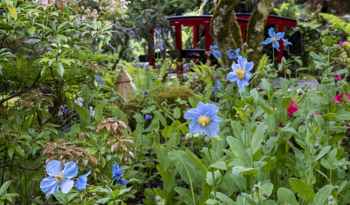 100th Anniversary of The Blue Poppy