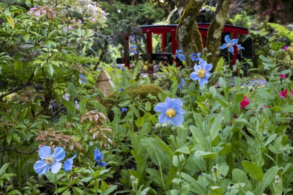 100th Anniversary of The Blue Poppy