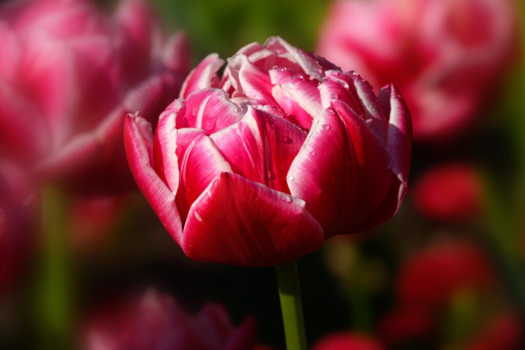 A close-up of a pink and white striped tulip, likely belonging to the genus Tulipa. The flower has a rounded shape with smooth petals and a green stem, surrounded by blurred pink tulips in the background