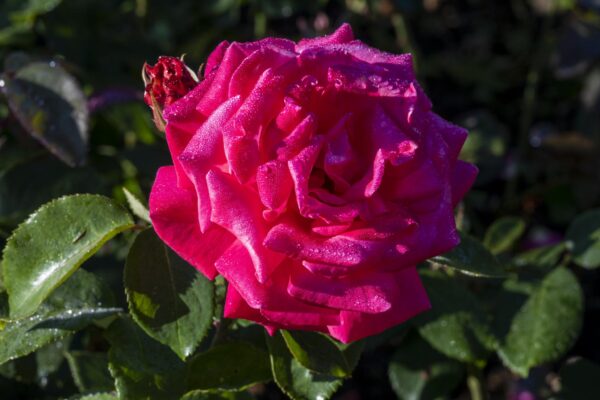 Rosa