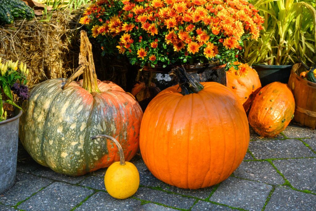 Two large pumpkins are prominently displayed on a stone surface. One pumpkin is bright orange and round, while the other is larger, with a mottled green and orange skin. A small, yellow pumpkin is positioned nearby. In the background, there are vibrant orange chrysanthemums in full bloom, adding color to the scene