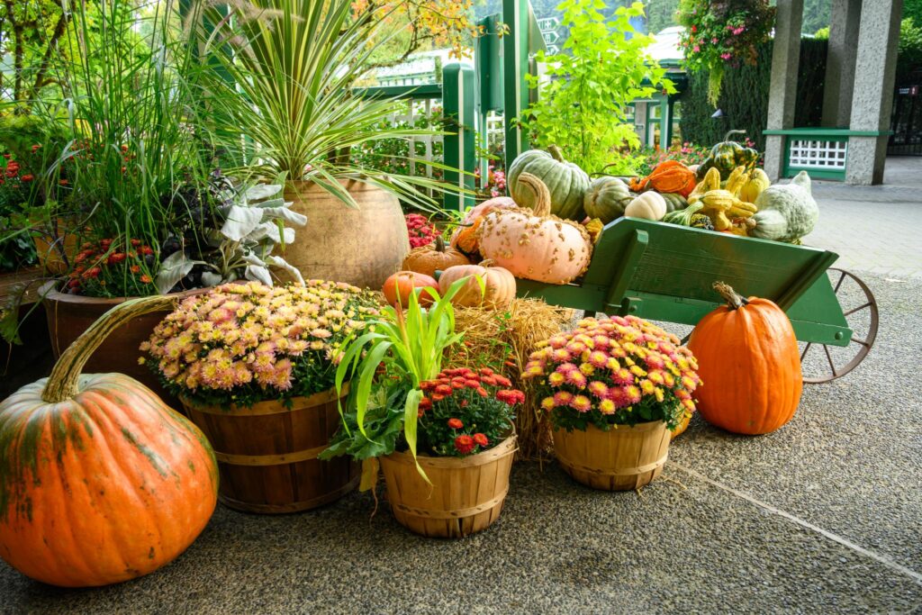 A collection of pumpkins and gourds in various shapes and sizes, including large orange pumpkins and smaller decorative gourds, arranged beside two wooden baskets filled with colorful chrysanthemums (Chrysanthemum spp.). A green wheelbarrow is partially visible, and there are additional plants in the background, including a tall spiky plant