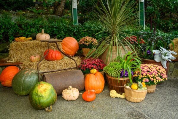 Exposition d&rsquo;automne