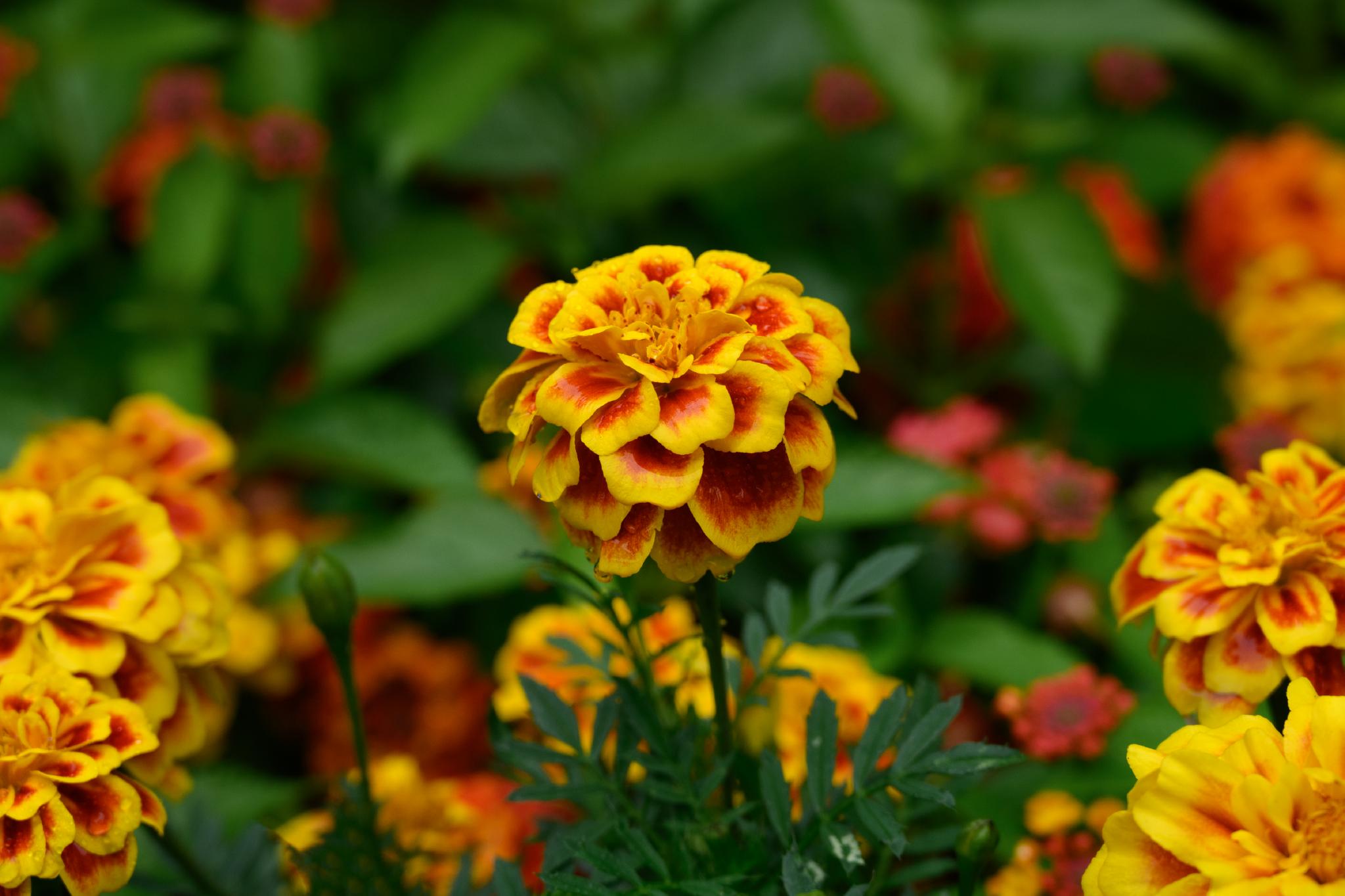 Close up view of a red and yellow marigold flower with drops from the morning watering dripping off of it.