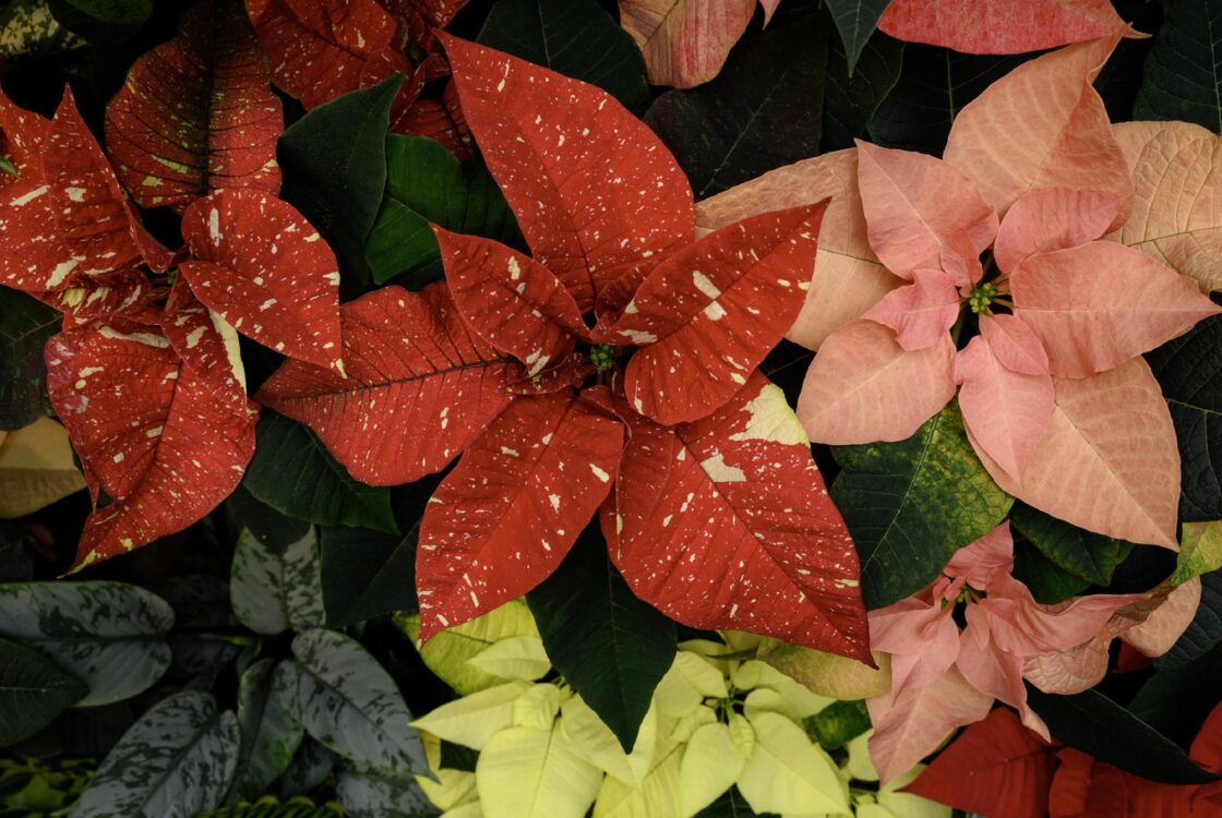 Go to Photos in Season