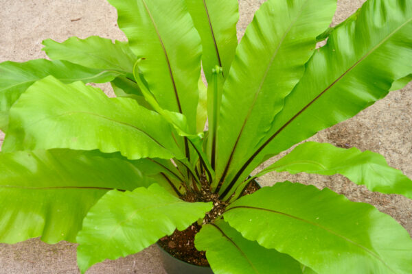 Asplenium nidus