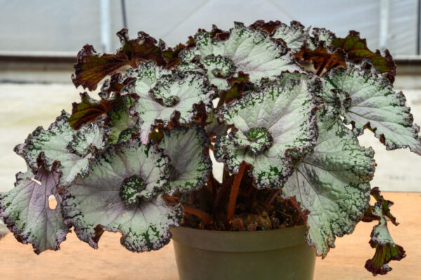 Begonia x rex ‘Jurassic Artic Twist’