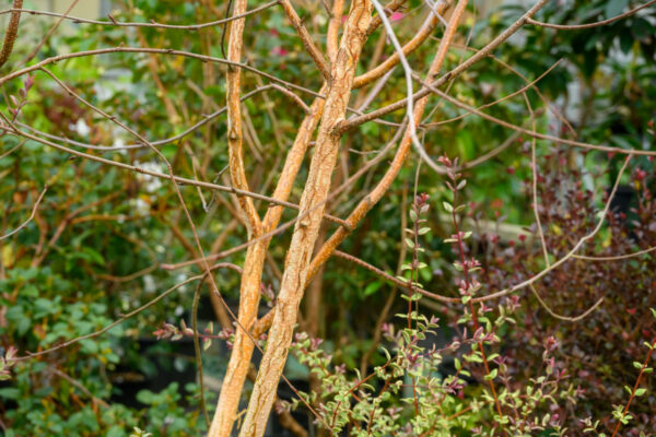 Betula ‘Jaquemontii’