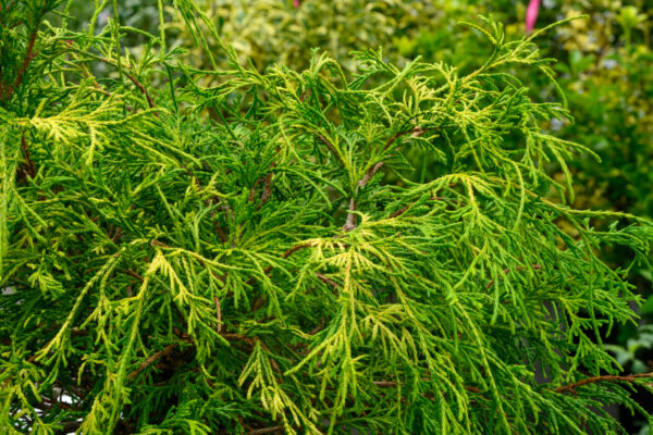 Chamaecyparis pisifera ‘Filifera Aurea’