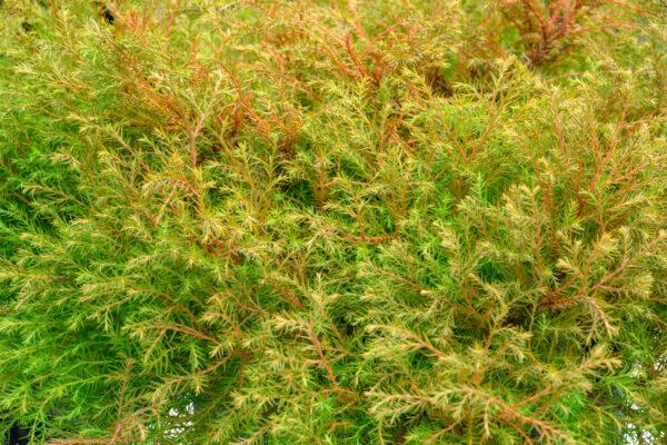 Chamaecyparis thyoides ‘Heather Bun’