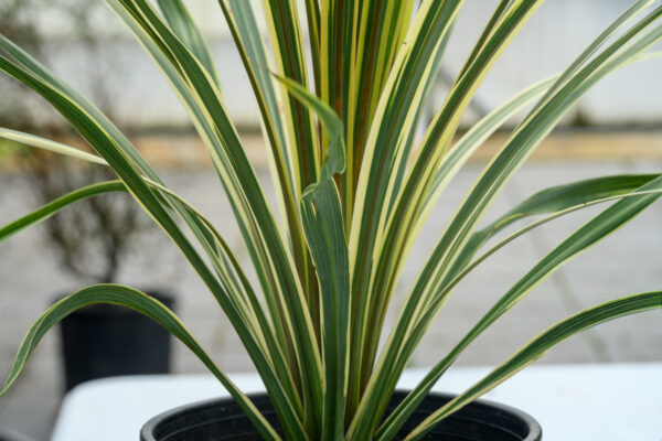 Cordyline austrails ‘Torbay Dazzler’