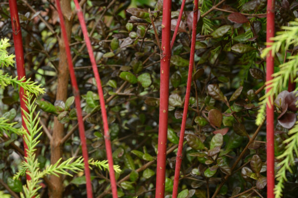 Cornus alba