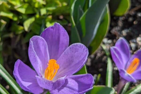 Crocus vernus ‘Grand Maitre’