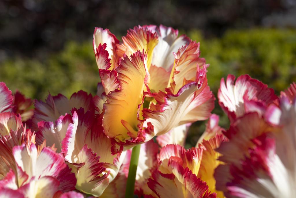 Tulipa gesneriana, a type of tulip, featuring large, frilled petals with a creamy white base and vibrant red edges. The flower is in full bloom, showcasing a yellow centre surrounded by the striking petal colouration