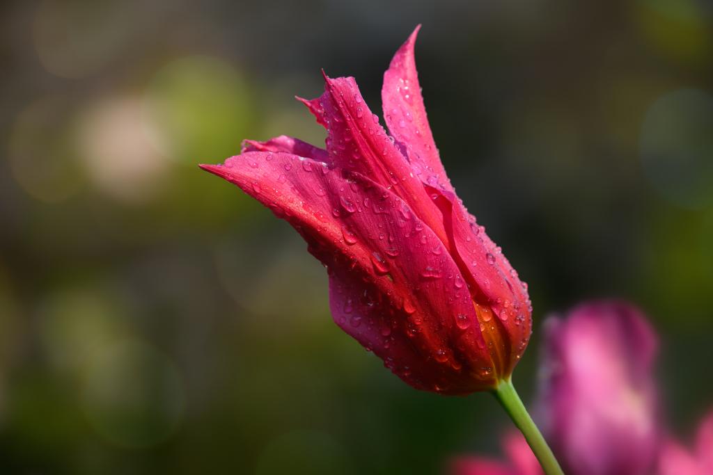 A pink tulip (genus Tulipa) with droplets of water on its petals, set against a blurred background. The flower has a pointed shape and smooth texture
