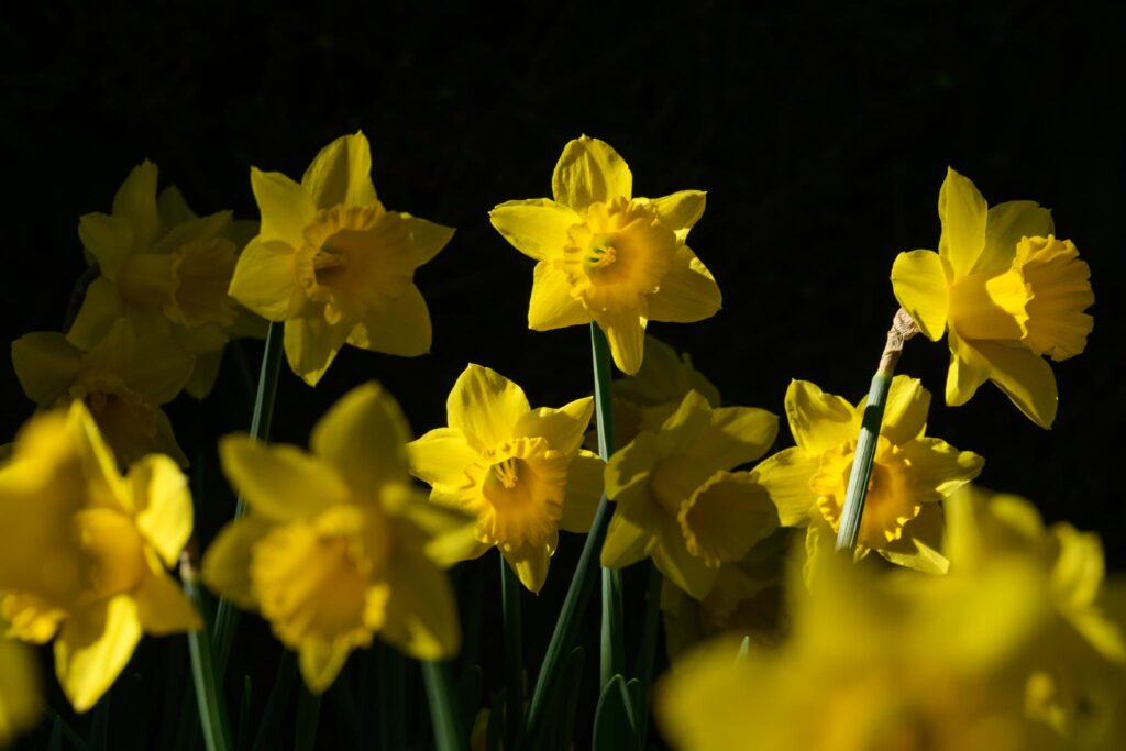A cluster of bright yellow daffodils (Narcissus spp.) with trumpet-shaped flowers, set against a dark background. The flowers have six petal-like tepals and a central corona, with some blooms fully open and others in various stages of bloom. Green stems support the flowers, creating a vibrant contrast with the surrounding darkness