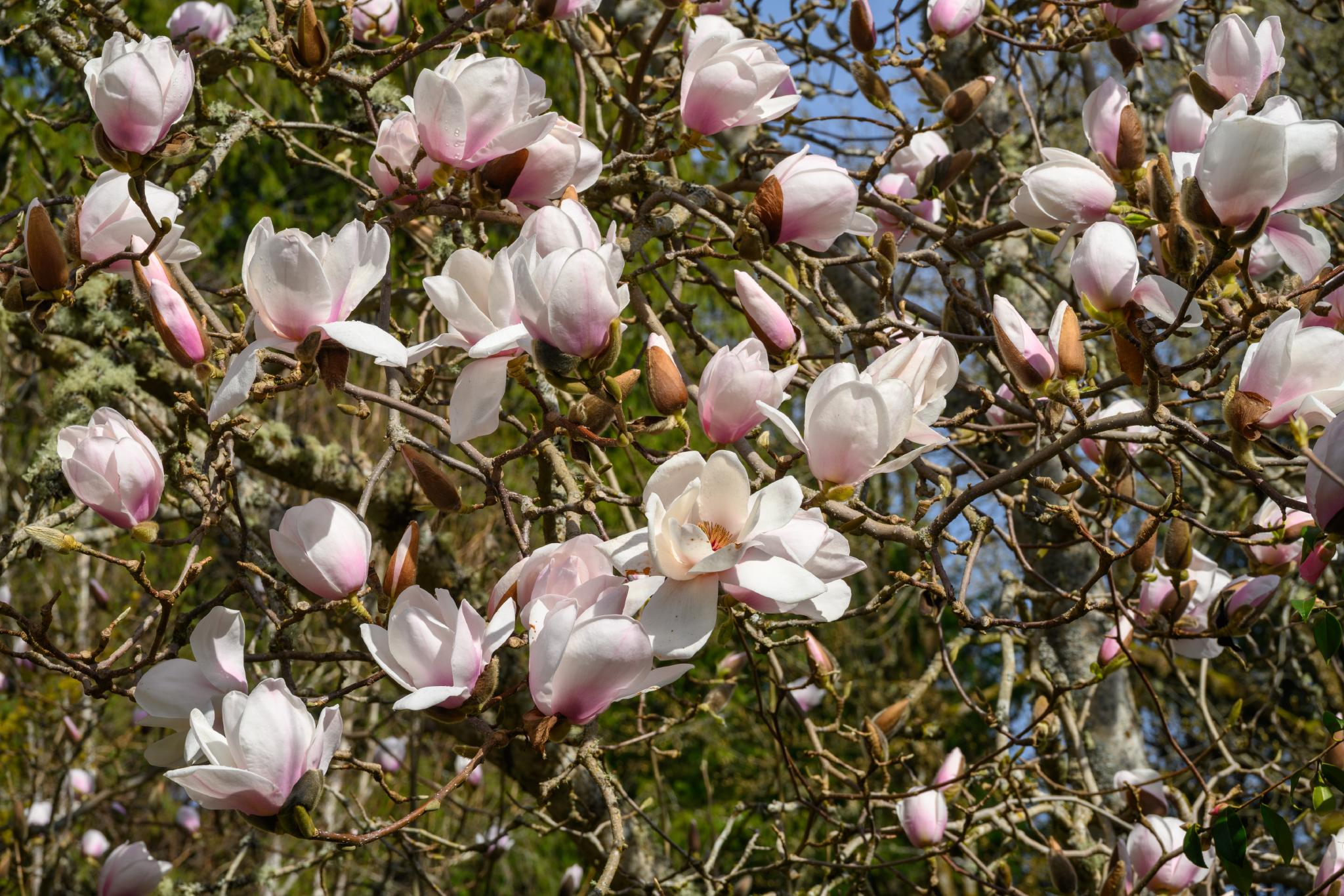 Magnolia tree (genus Magnolia) with large, pale pink and white flowers blooming among bare branches. The background features a clear blue sky