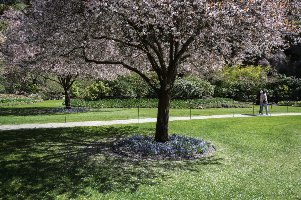 Two flowering cherry trees (Prunus spp.) with pink blossoms stand on either side of a grassy path. A person walks along the path, surrounded by lush greenery and a bed of blue flowers at the base of the trees