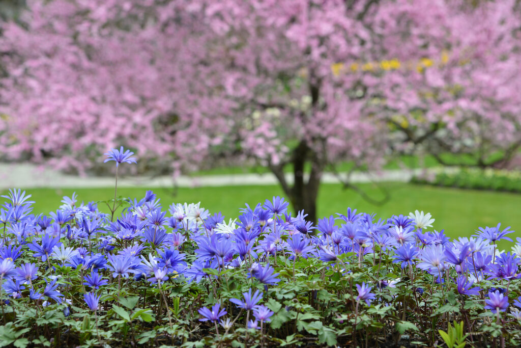A vibrant display of blue flowers, likely belonging to the genus *Anemone*, is in the foreground, surrounded by green foliage. In the background, a pink flowering tree, possibly a cherry blossom, stands against a lush green lawn