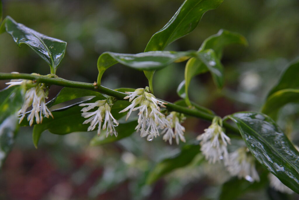 A green, leafy branch with clusters of small, white, tubular flowers. The leaves are glossy and elongated, while the flowers have multiple slender petals that hang downwards