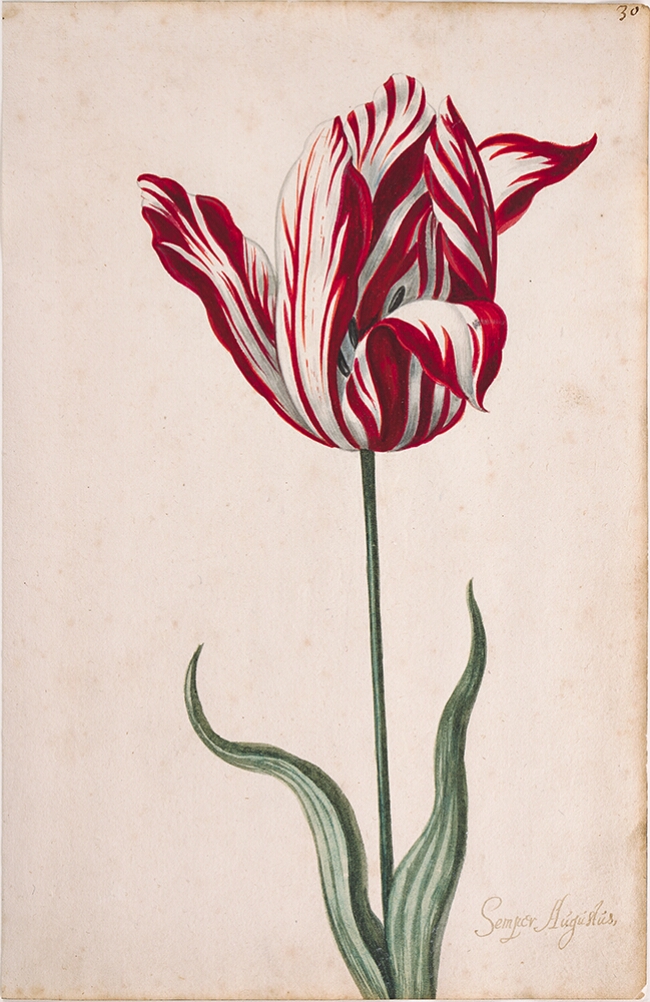 A red and white striped tulip with elongated petals and a slender green stem. The leaves are lanceolate and arching, positioned near the base of the stem. The flower exhibits a vibrant color contrast, with the stripes creating a marbled effect