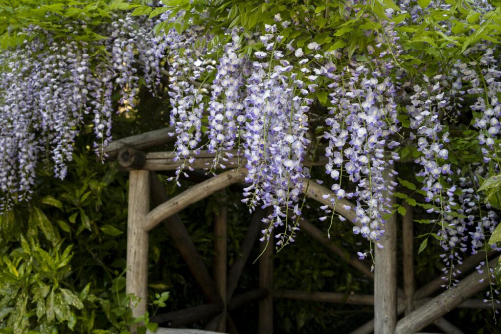 Wisteria sp. with cascading clusters of purple flowers hangs from a wooden structure, surrounded by lush green foliage