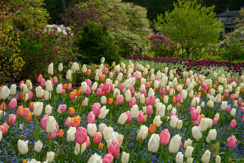 A vibrant field of tulips (genus Tulipa) in various colors, including white, pink, and orange, interspersed with small blue flowers. The background features lush greenery and other flowering plants, creating a colorful garden scene