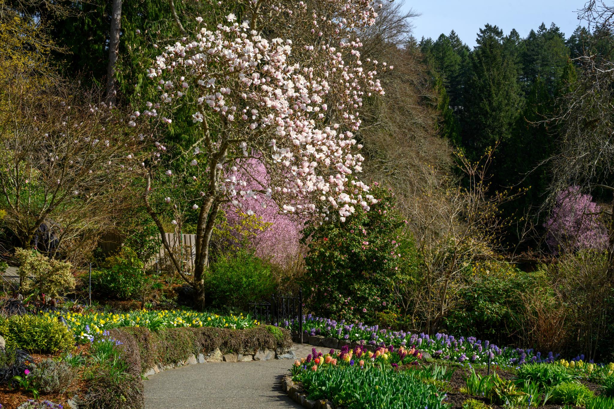 A pathway winds through a garden filled with colorful flowers, including tulips and various spring blooms. In the background, a large tree with pink blossoms, likely a magnolia, stands prominently among other trees and greenery. The scene is set against a backdrop of dense forest