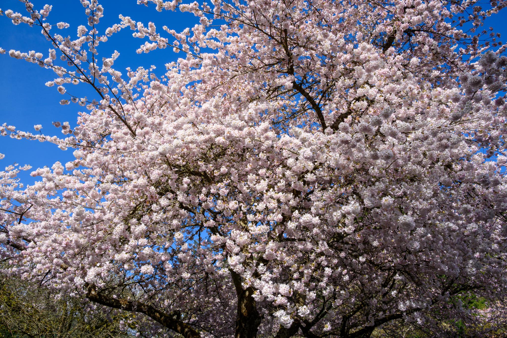 A flowering cherry tree (Prunus spp.) with abundant clusters of pale pink blossoms against a clear blue sky. The tree's branches are densely covered with flowers, creating a vibrant display