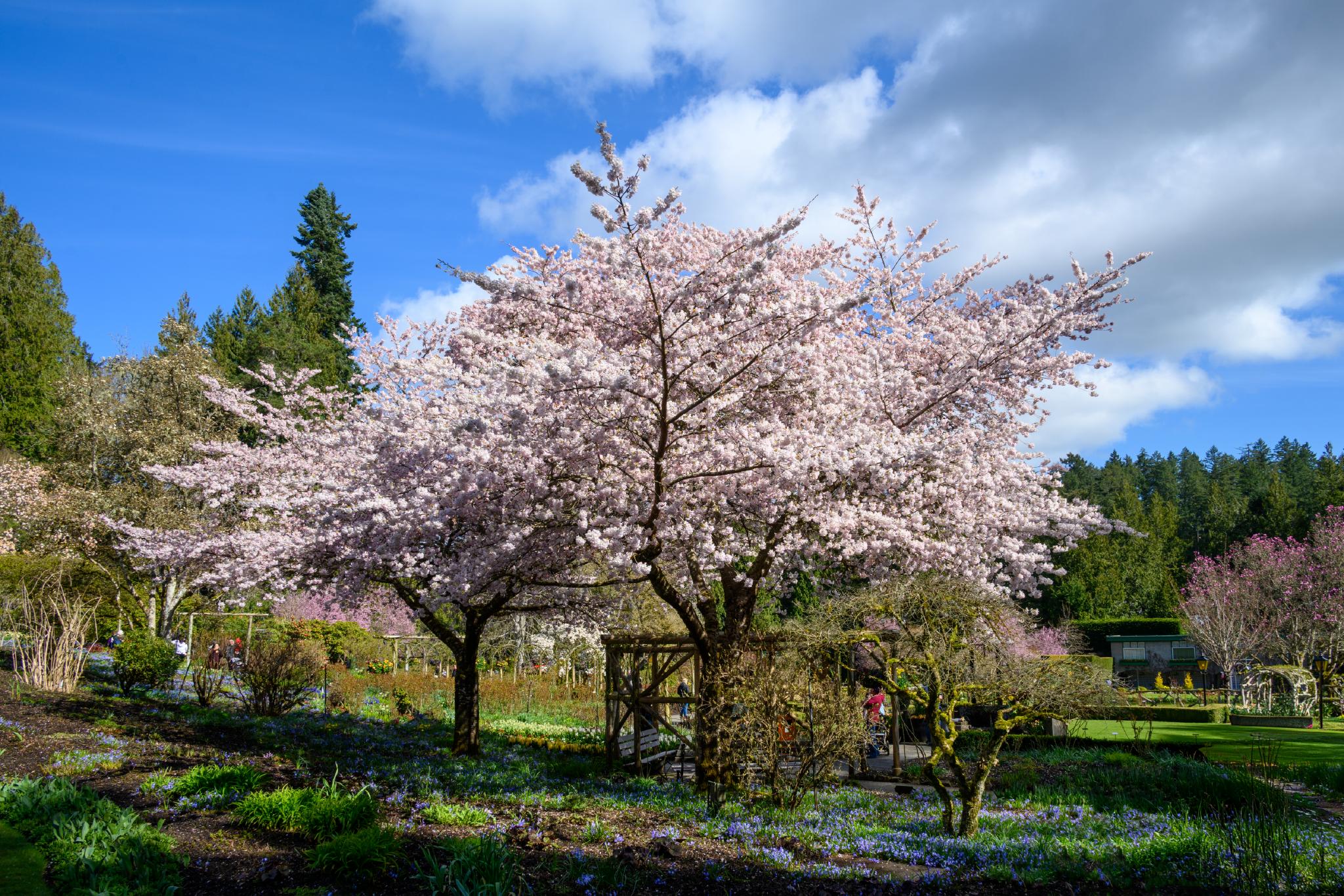 A large cherry blossom tree (Prunus spp.) with abundant pink flowers stands in a garden setting. The tree is surrounded by green foliage and a variety of blooming plants, under a blue sky with scattered clouds