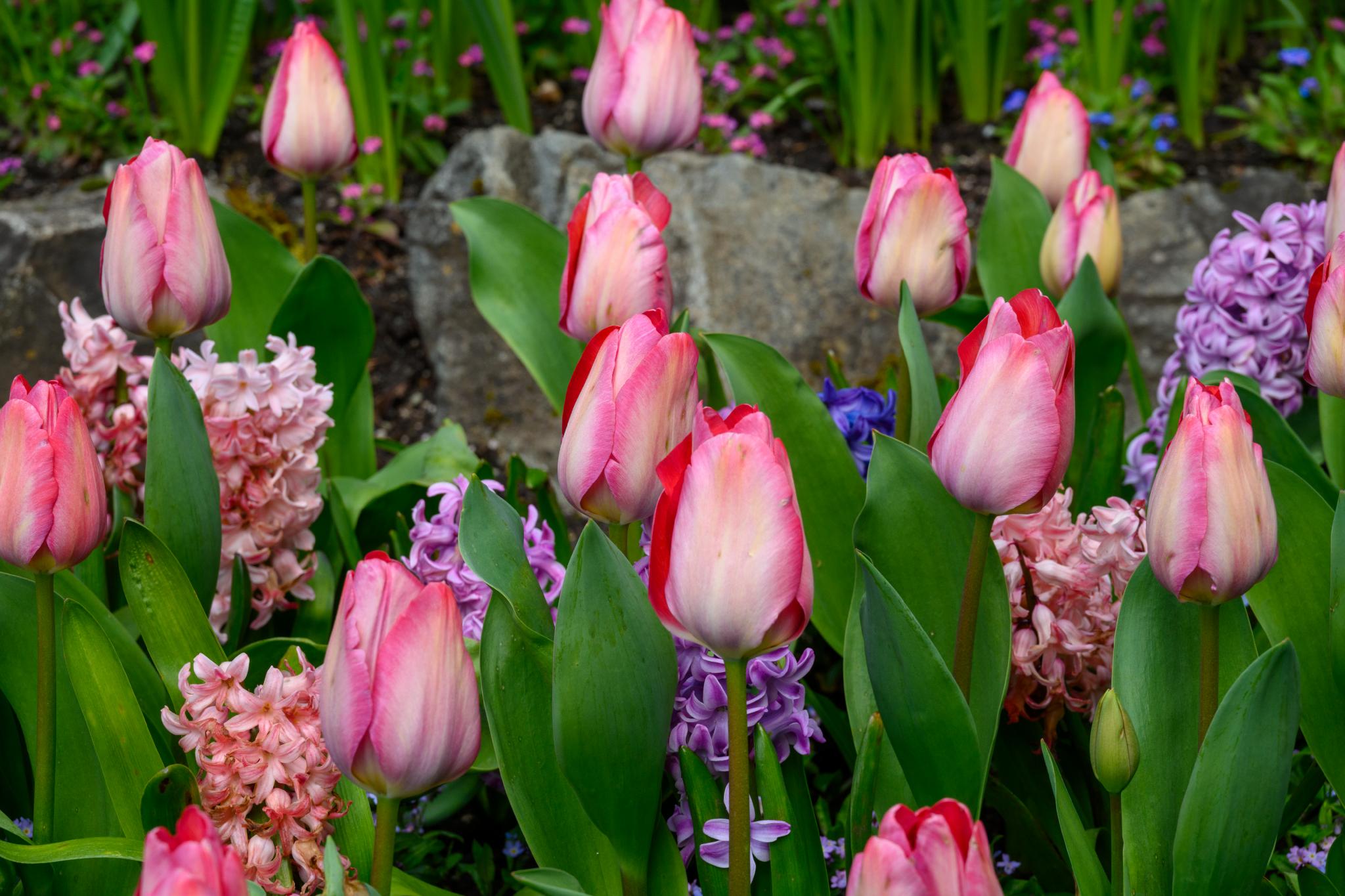 A cluster of pink and white tulips (genus Tulipa) surrounded by pink hyacinths (genus Hyacinthus) and small blue flowers. The flowers are set against a backdrop of green leaves and rocks