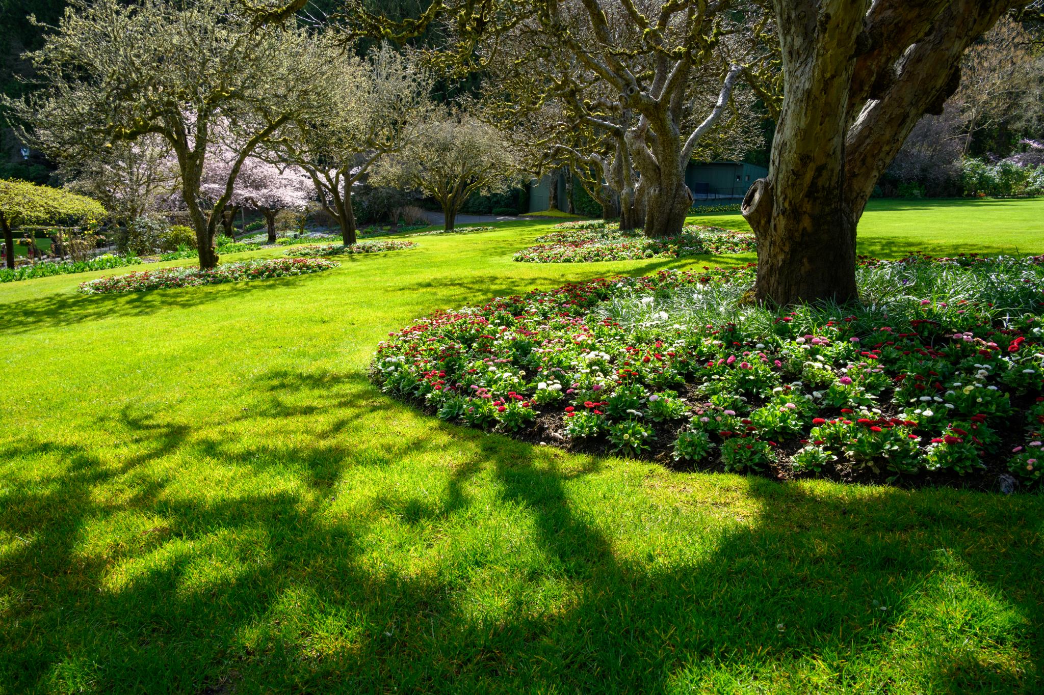 A landscaped garden featuring a lush green lawn with several flowering plants arranged in circular beds. The beds contain a mix of colorful flowers, including red and pink blooms. In the background, there are several trees with bare branches, casting shadows on the grass