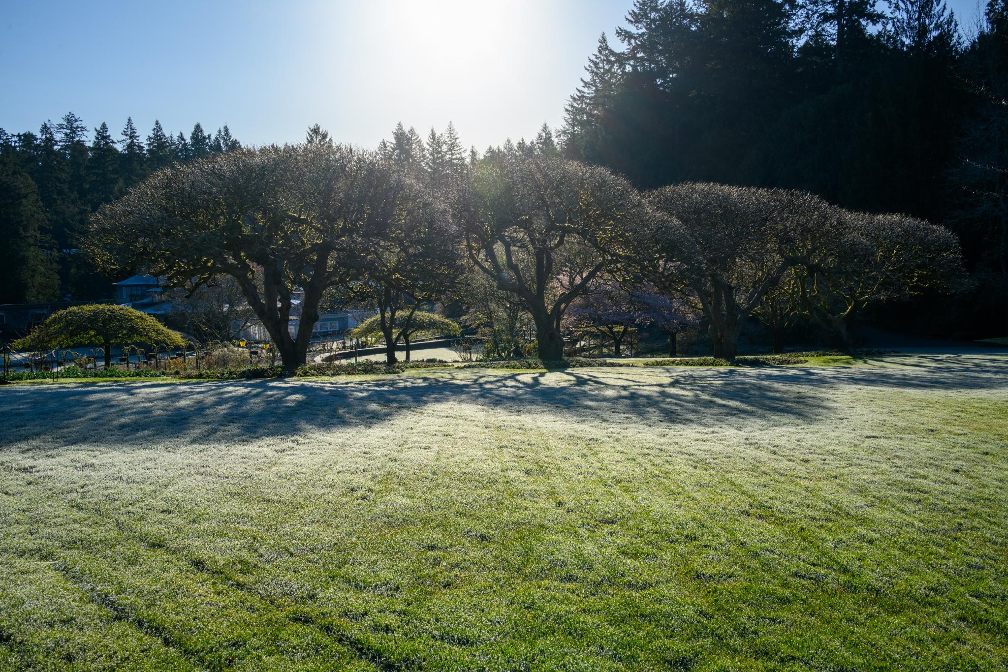 A group of deciduous trees with broad, rounded canopies stands in a grassy field. The trees have bare branches and are casting long shadows on the frost-covered ground. In the background, a few structures and additional trees are visible, with sunlight filtering through the branches